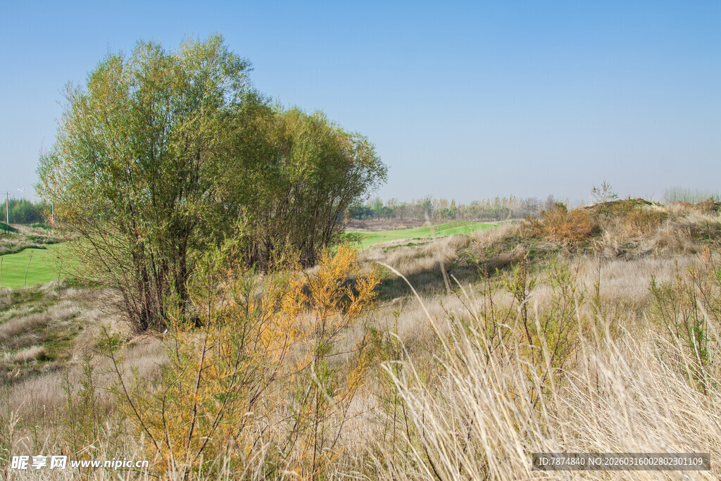 田野边的绿树与枯黄野草