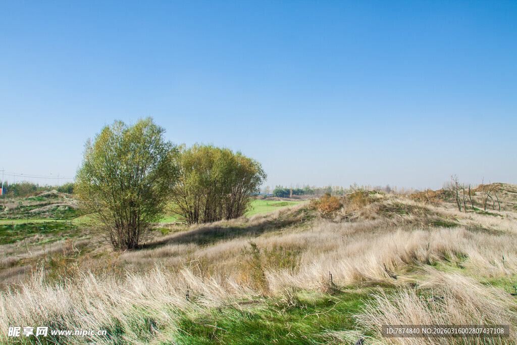 开阔原野中的葱郁树木