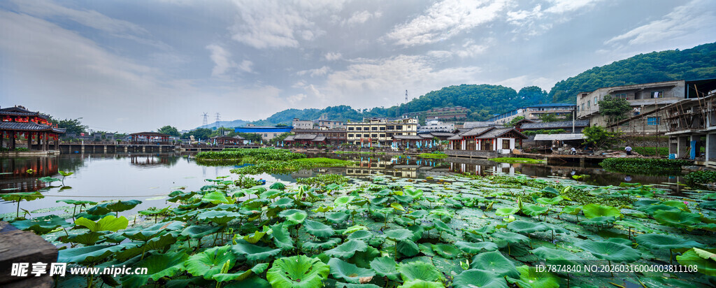 荷塘美景 远山近水相映衬