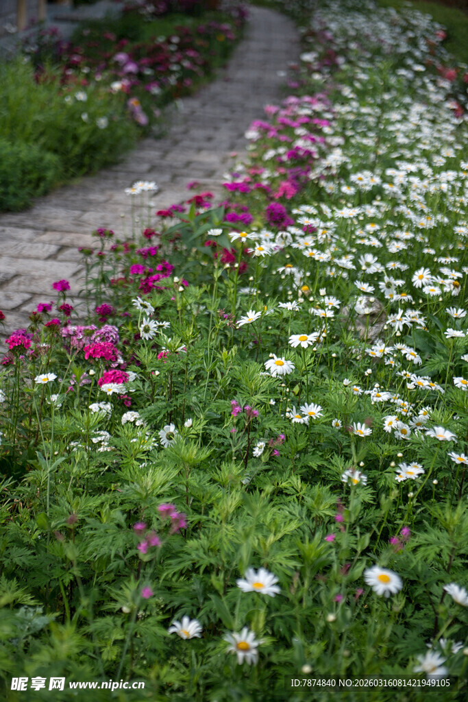 繁花小径 绽放自然之美