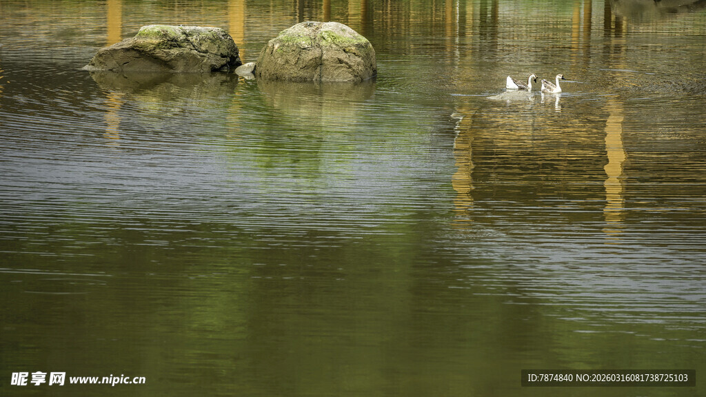 宁静湖面中的倒影与木桩