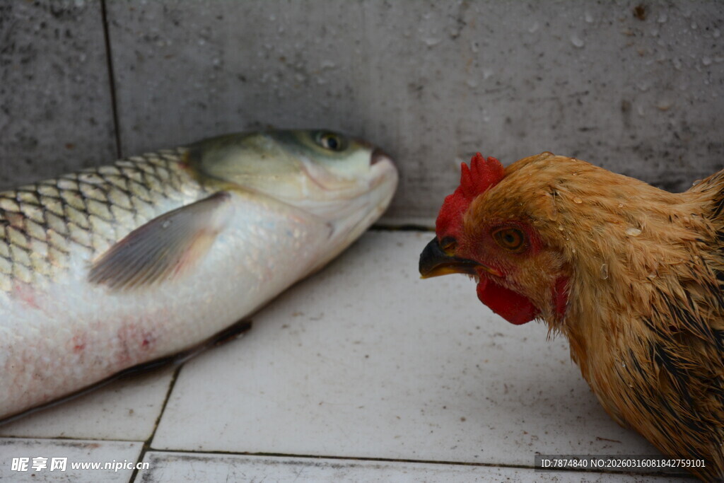 鸡鱼对视