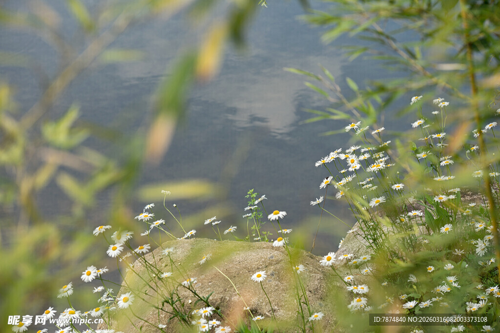 溪边绽放的清新小白花