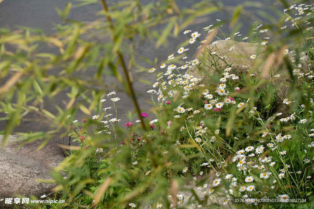 溪边繁茂花草植物景象