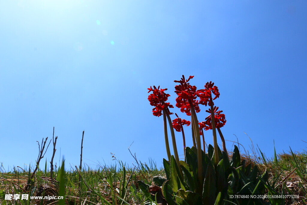 蓝天之下的艳丽红色花朵