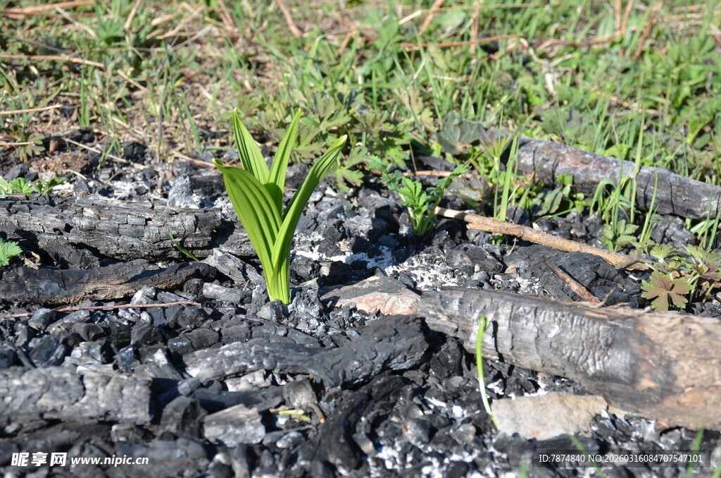 烧焦土地上的新生绿苗