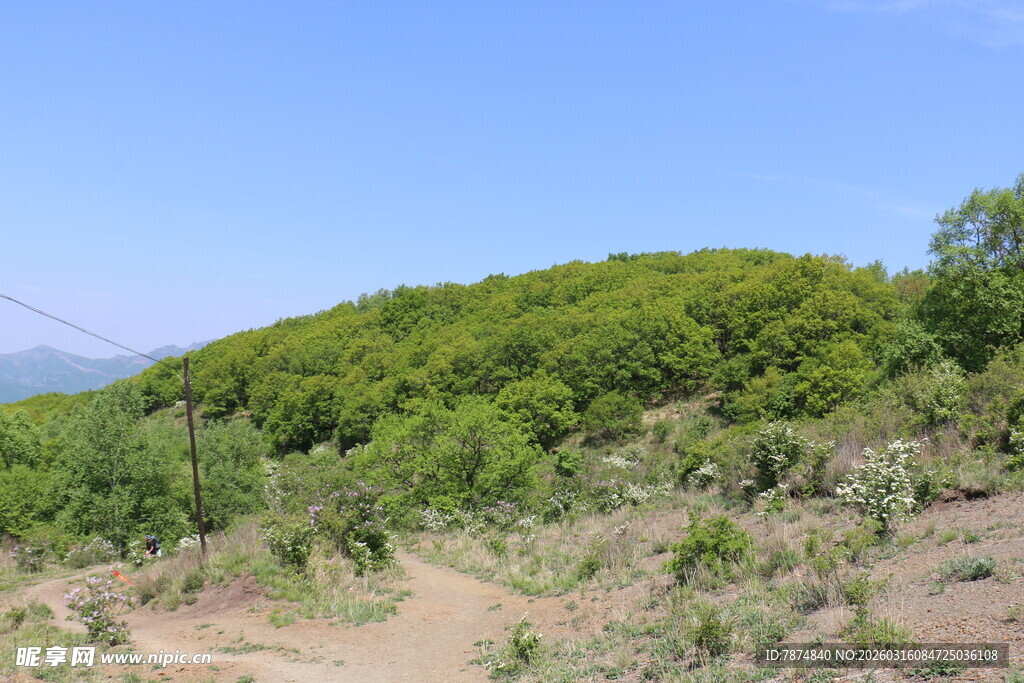 绿意盎然的山野风光