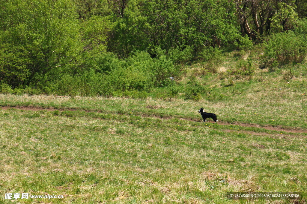 田野中孤行的黑色动物