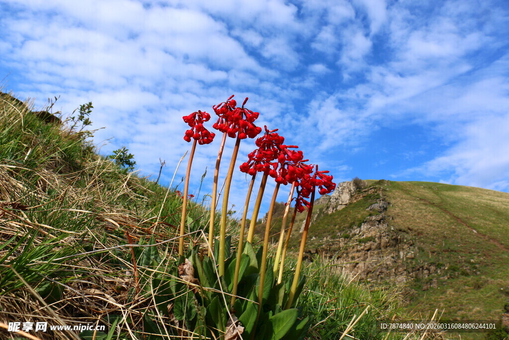 山坡上绽放的艳丽红花
