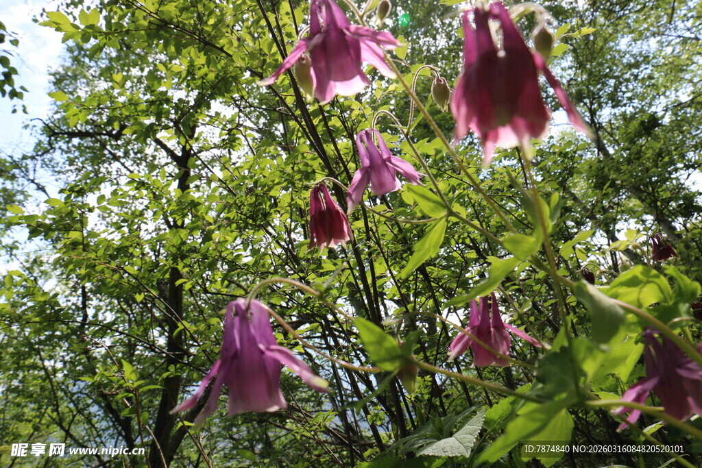 枝头绽放的紫色美丽花朵
