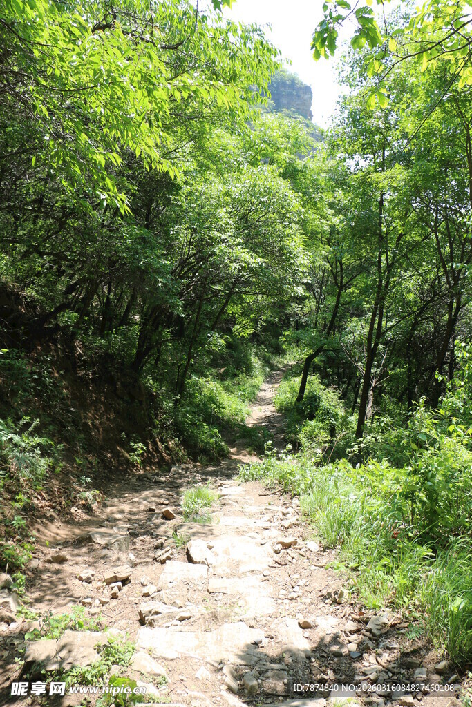 山间小径 绿意盎然的自然路