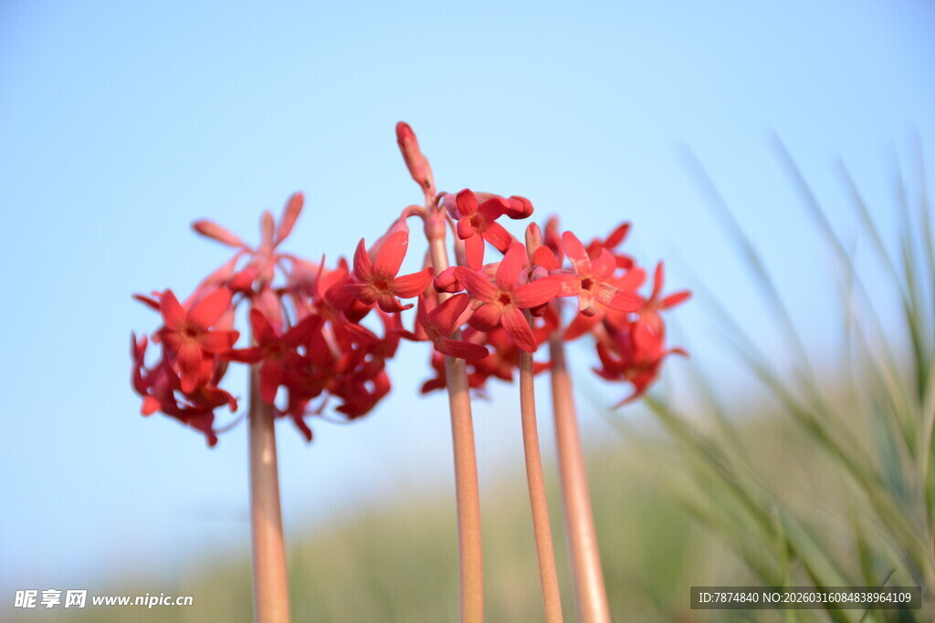 艳丽红花绽放于天际