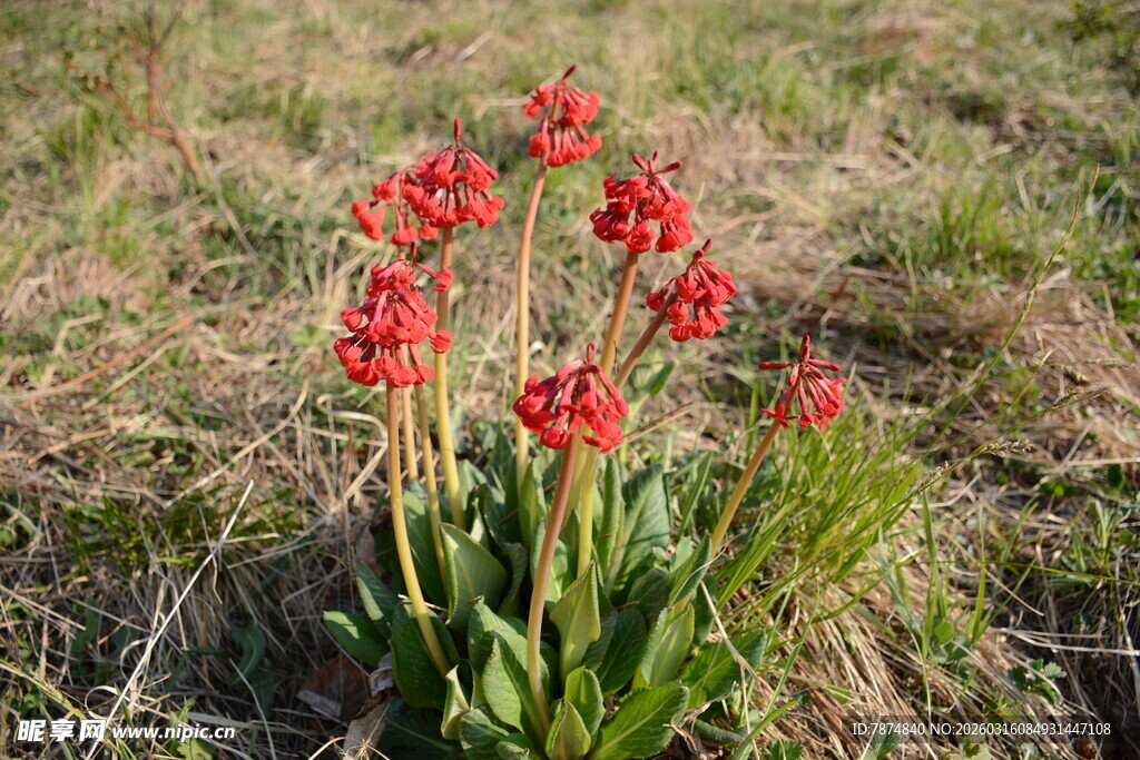 草地上的红色花朵绽放