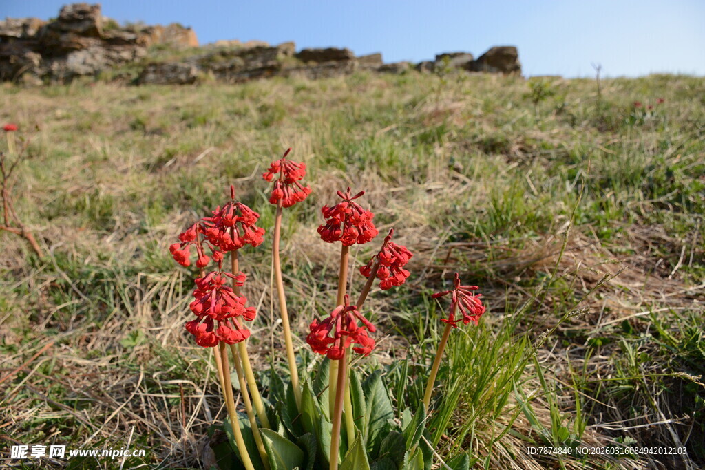 野外绽放的红色艳丽花朵