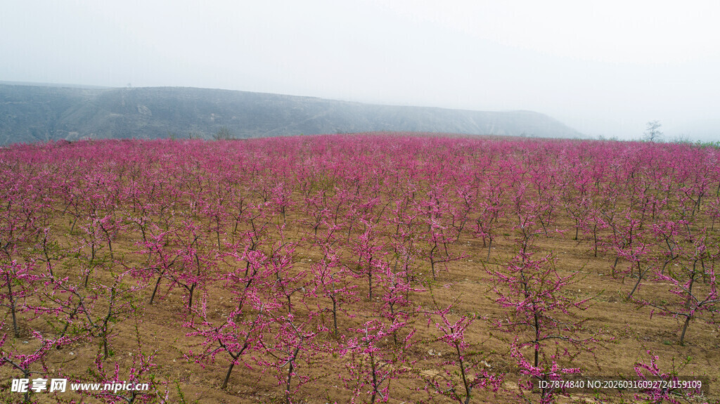 粉色花海桃林田园风光
