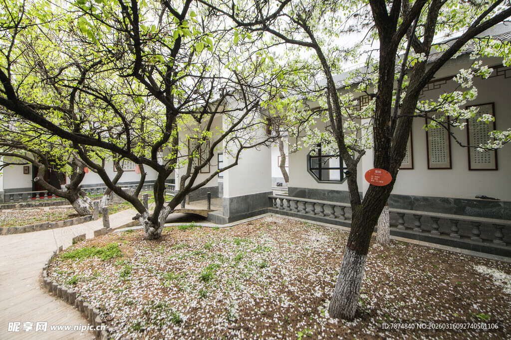 春日校园里的树木景致