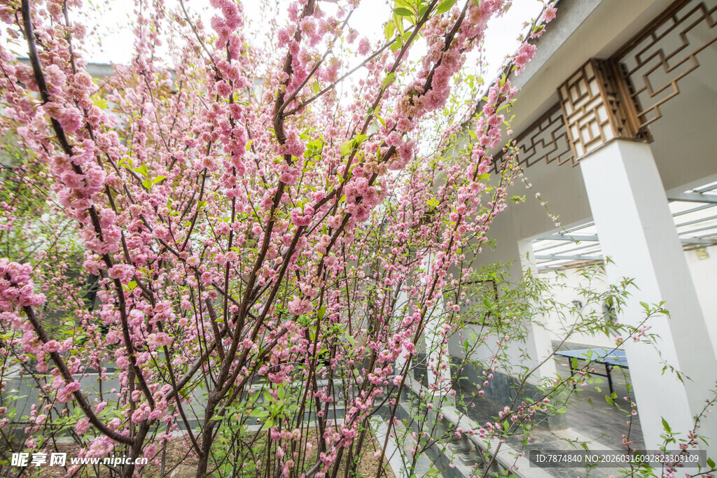 庭院中绽放的娇艳桃花