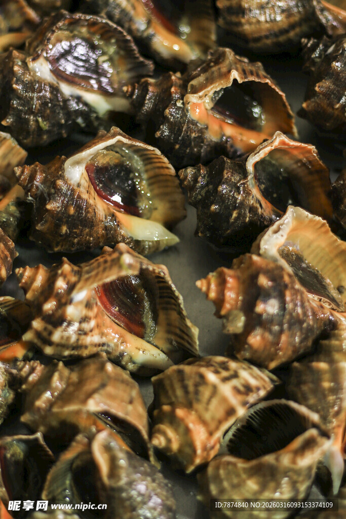 一堆斑斓海螺特写