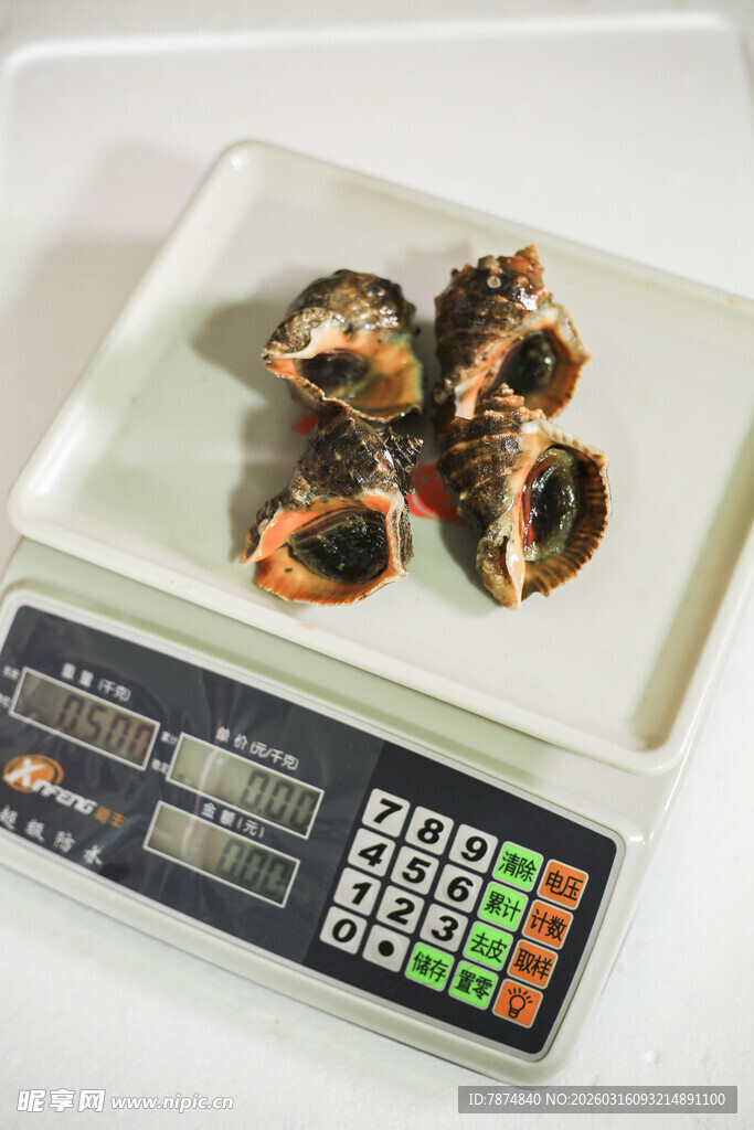 电子秤上的美味贝类海鲜