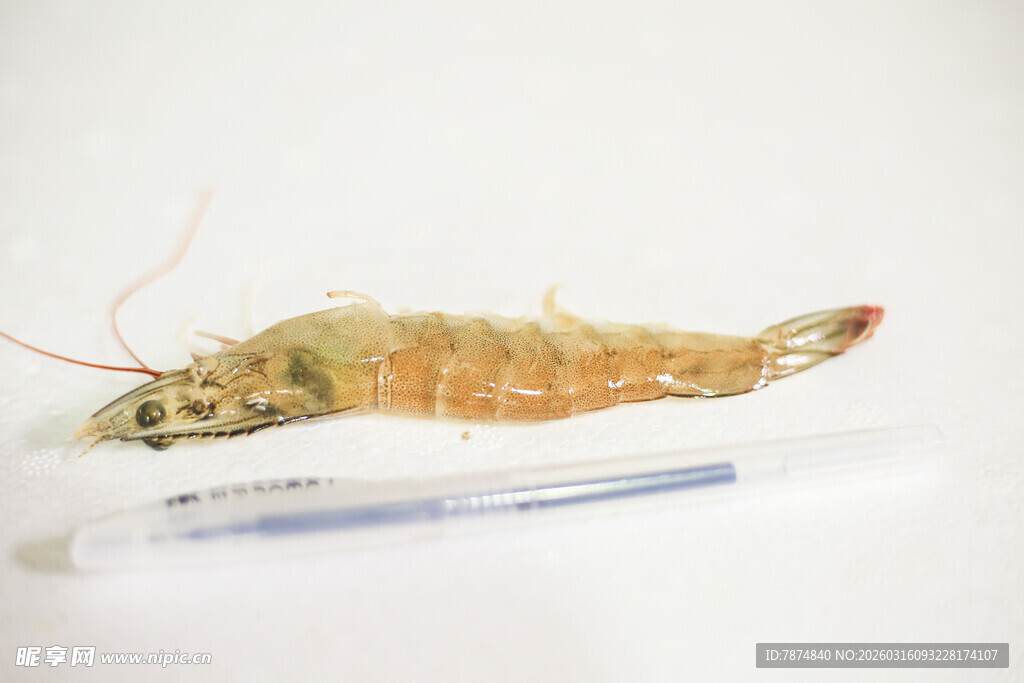 显微镜下的虾类标本