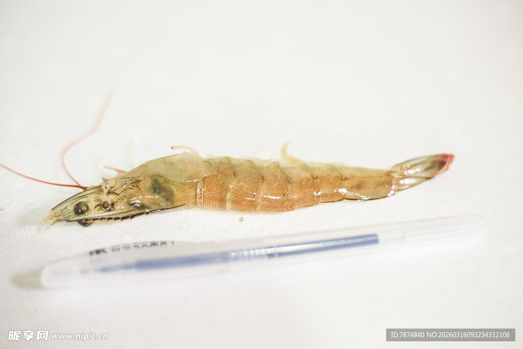 显微镜下的神秘虾类标本