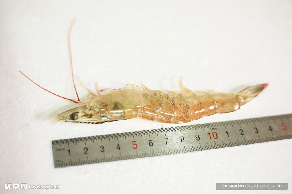 测量中的鲜活大虾