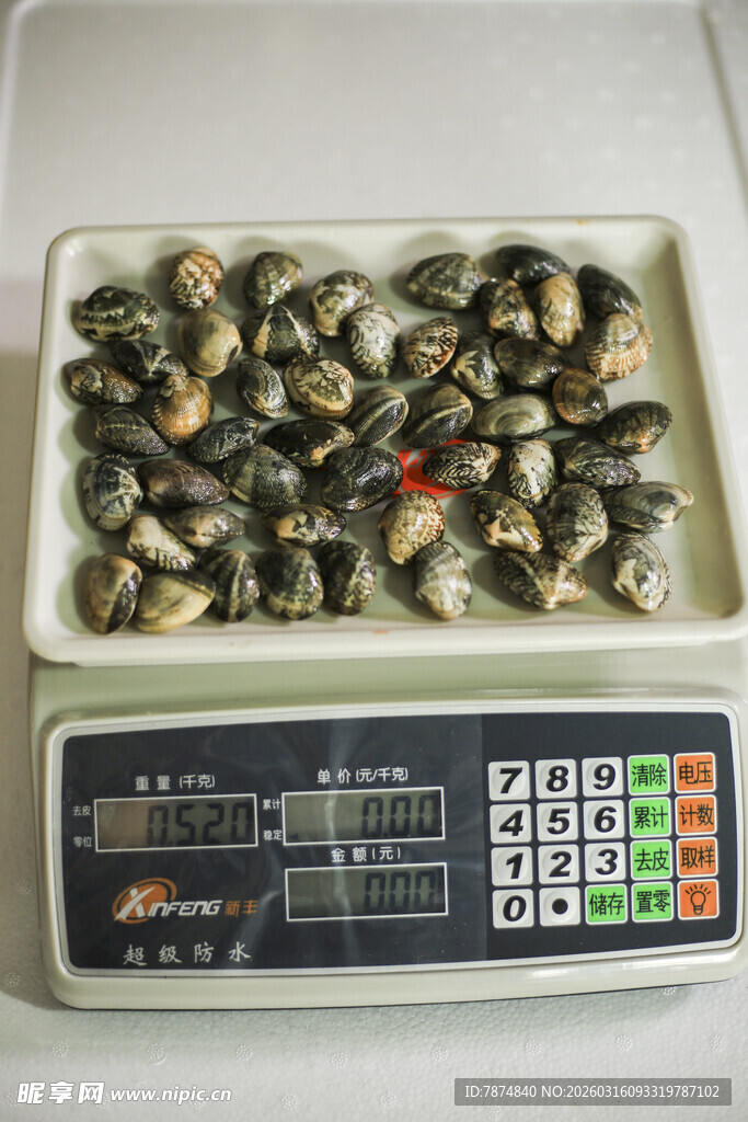 蛤蜊称重