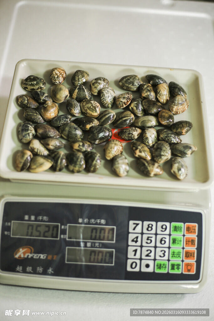 电子秤上的一堆蛤蜊