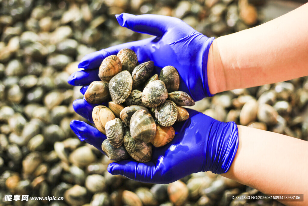 双手捧起多彩贝壳