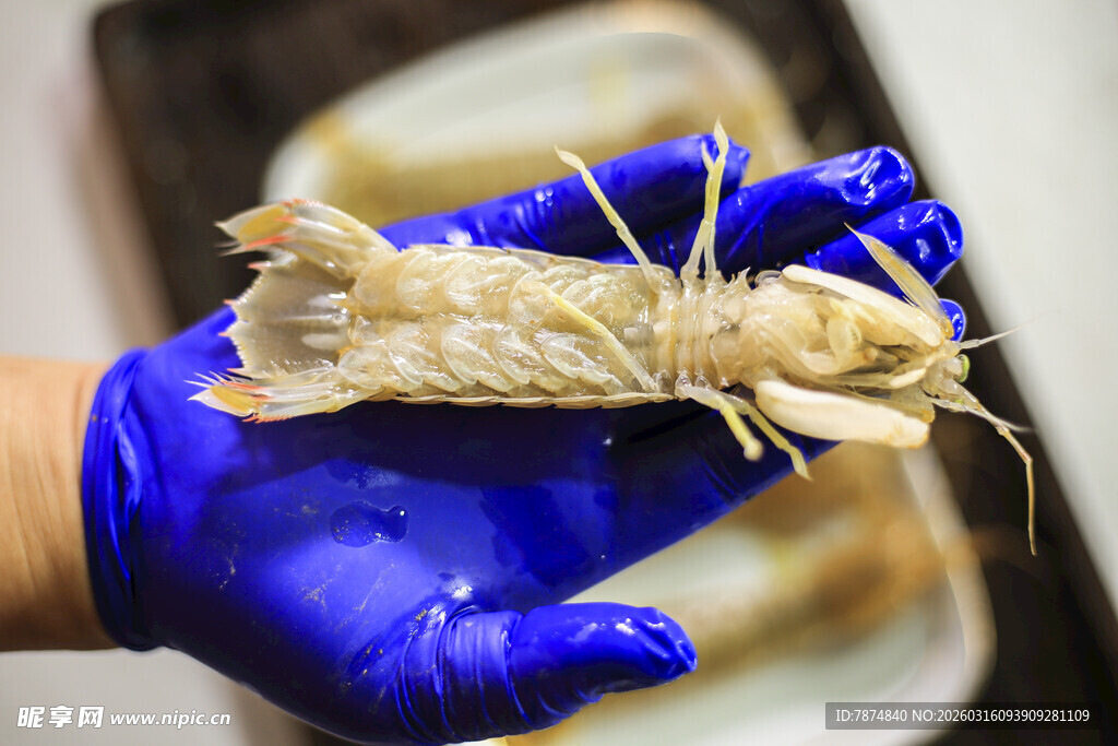戴蓝手套手持龙虾特写