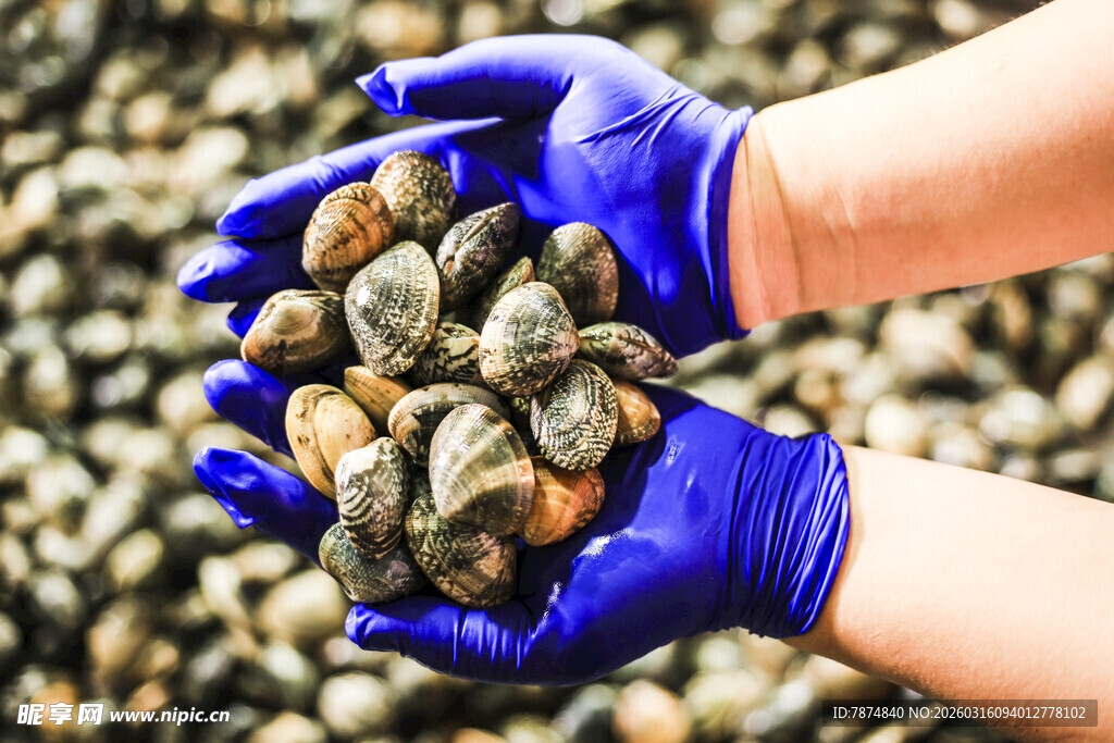 戴蓝手套捧起的新鲜蛤蜊