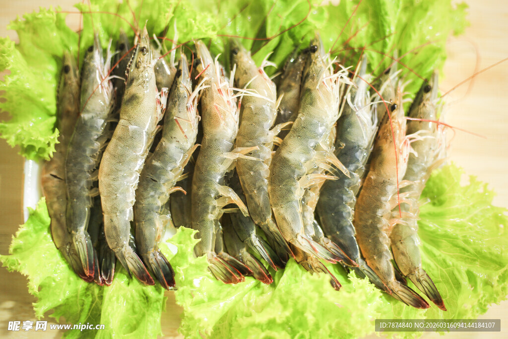 新鲜生菜上的鲜活基围虾