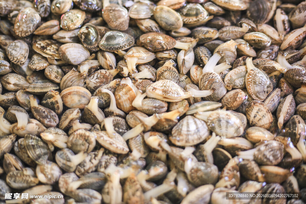 一堆棕色贝壳特写