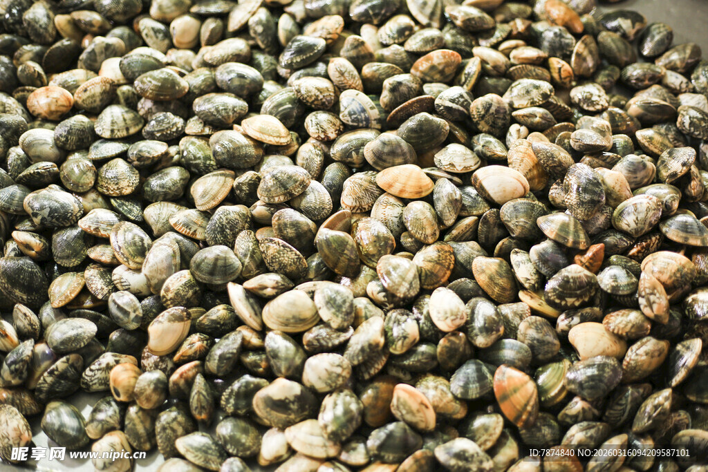 新鲜蛤蜊堆叠