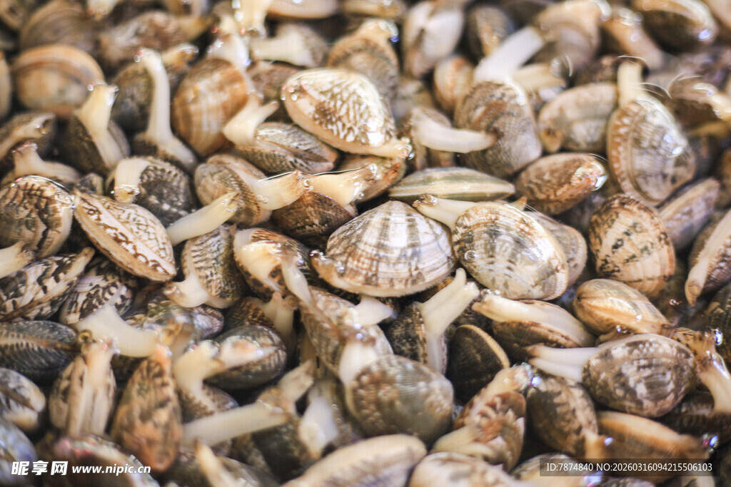 一堆新鲜蛤蜊