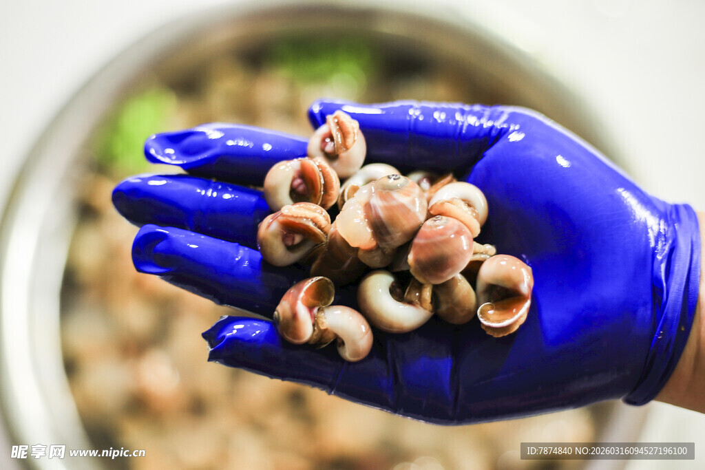 蓝手套中握着的新鲜螺蛳