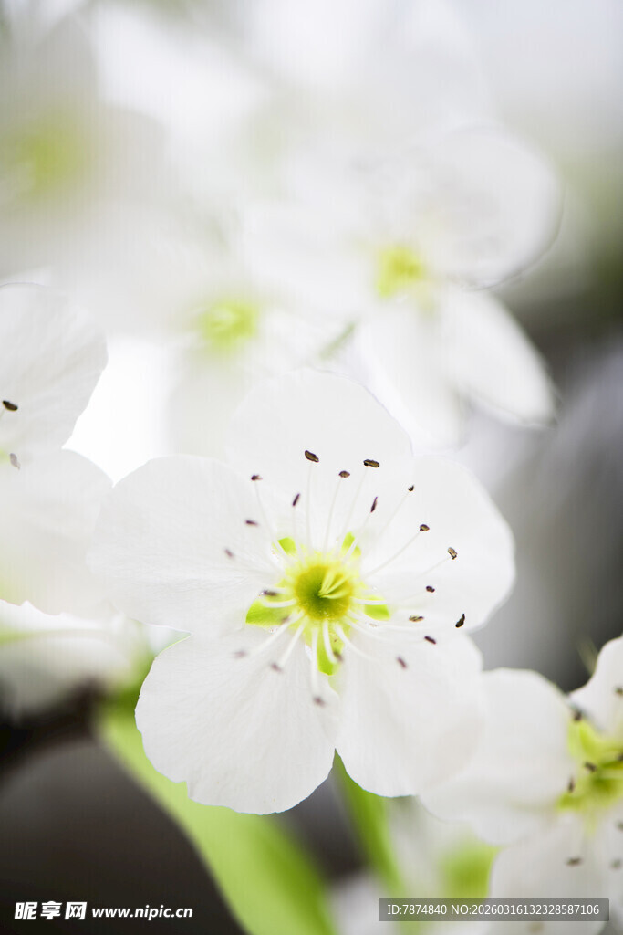清新白色小花特写