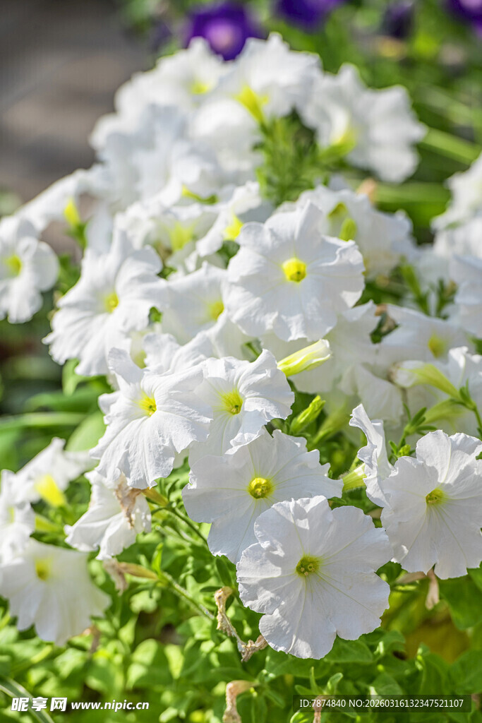 白色矮牵牛绽放