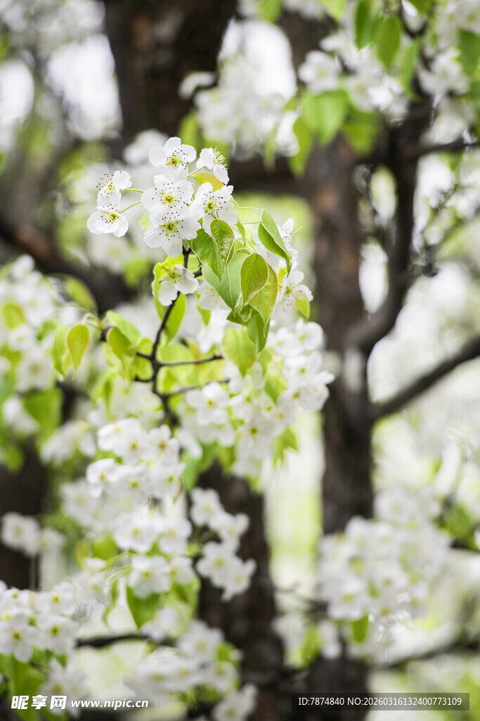 春日繁花梨树绽放