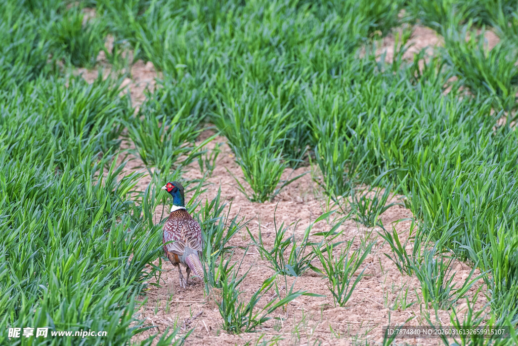 田野中的五彩野鸡