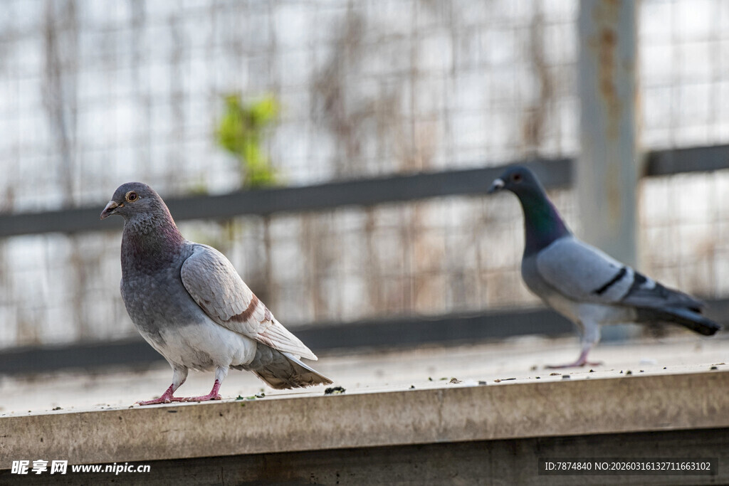 两只鸽子立于平台