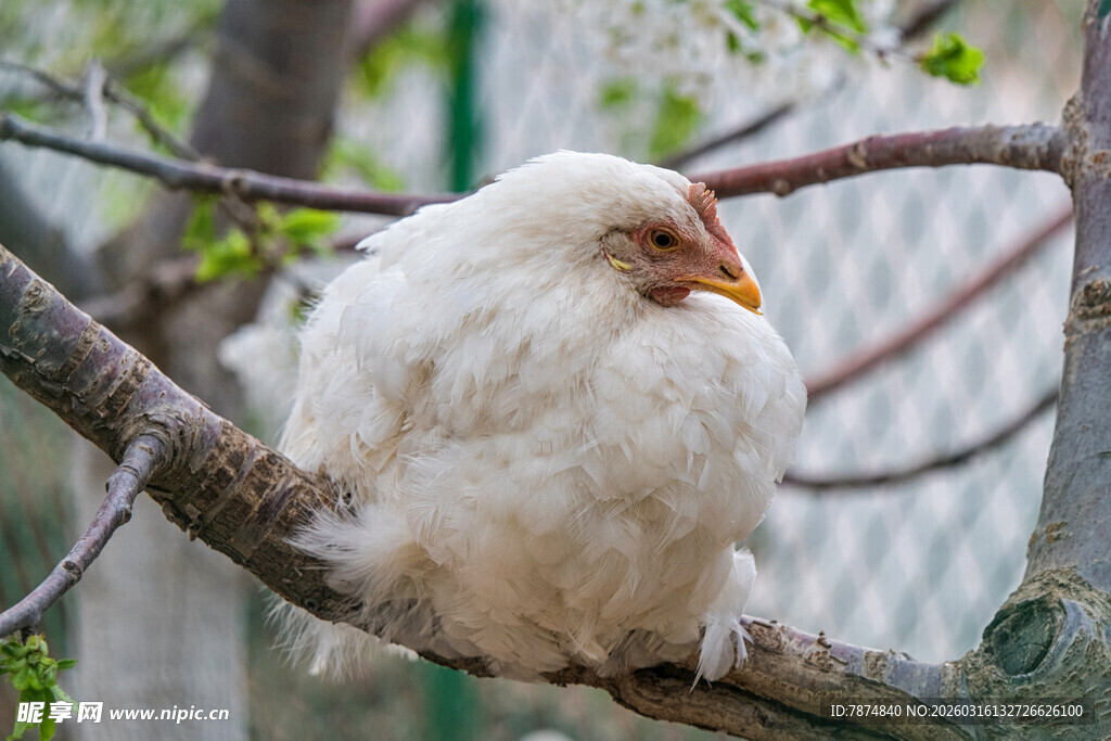 枝头休憩的白色鸟儿