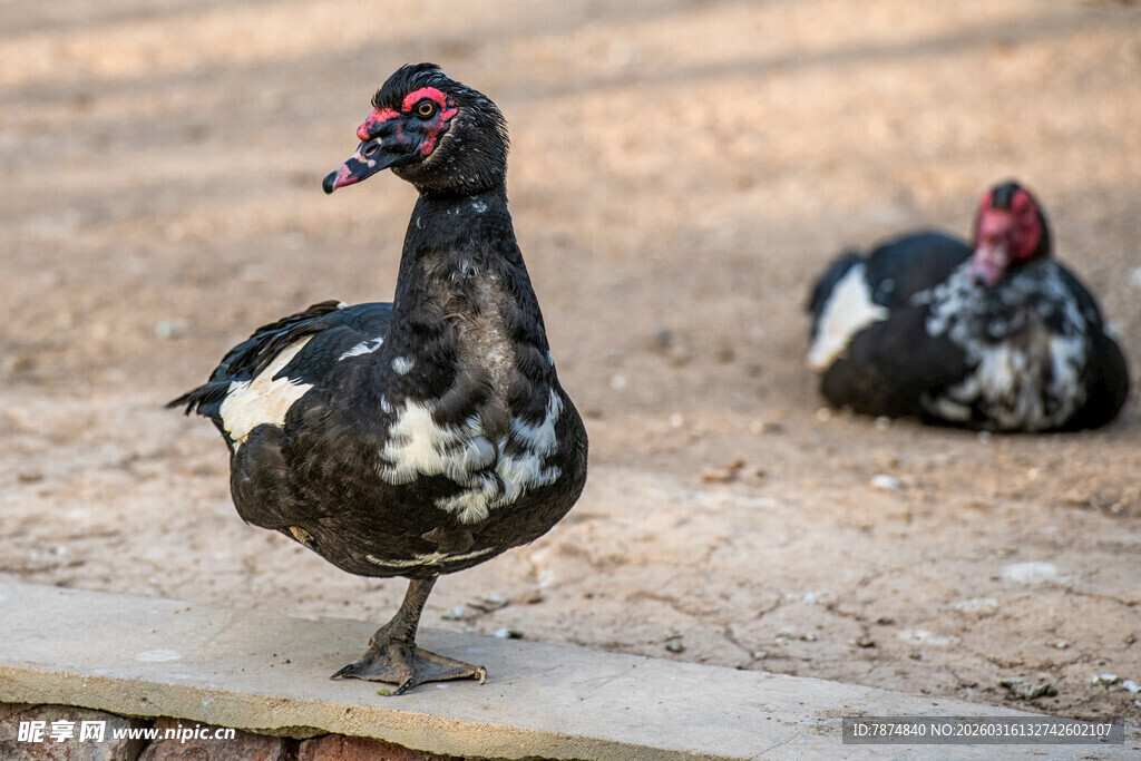 黑羽花斑鸭站立与休憩
