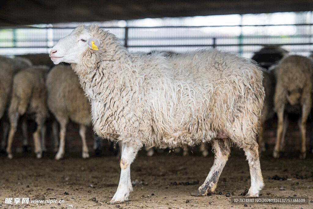 羊舍中的绵羊
