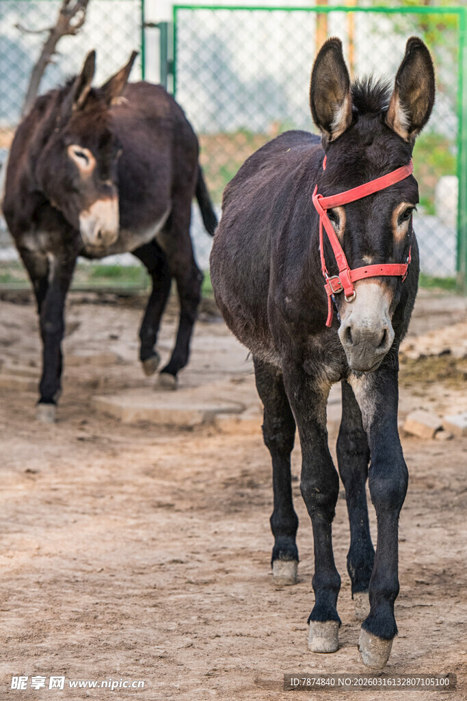 驴在户外行走
