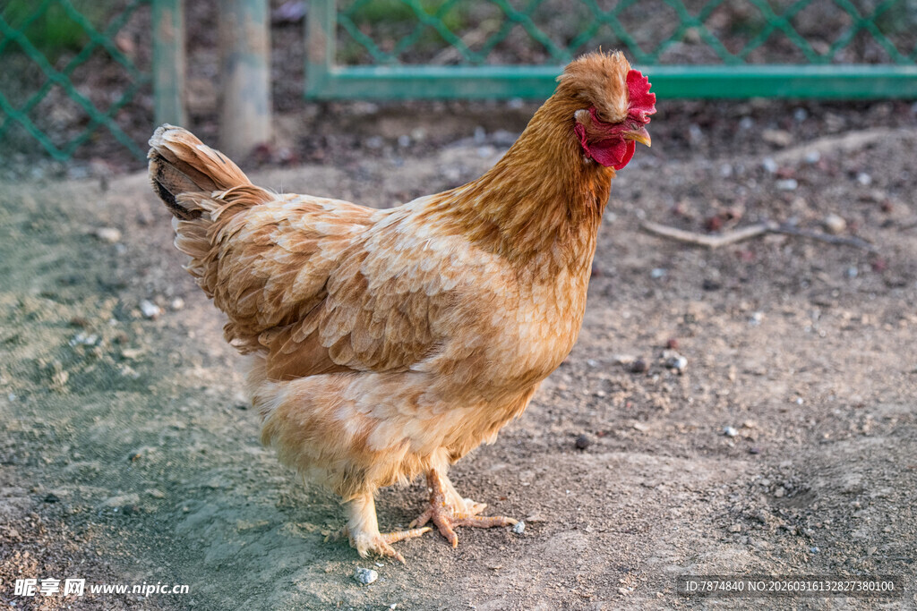 田园中站立的棕色母鸡