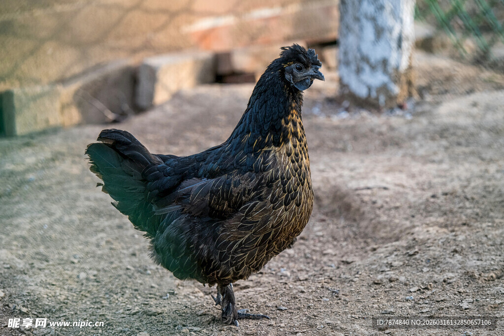 庭院中站立的黑羽母鸡