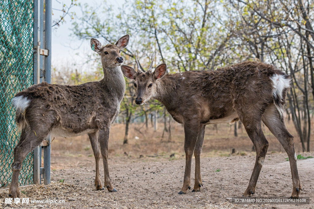 围栏边亲昵的两只小鹿