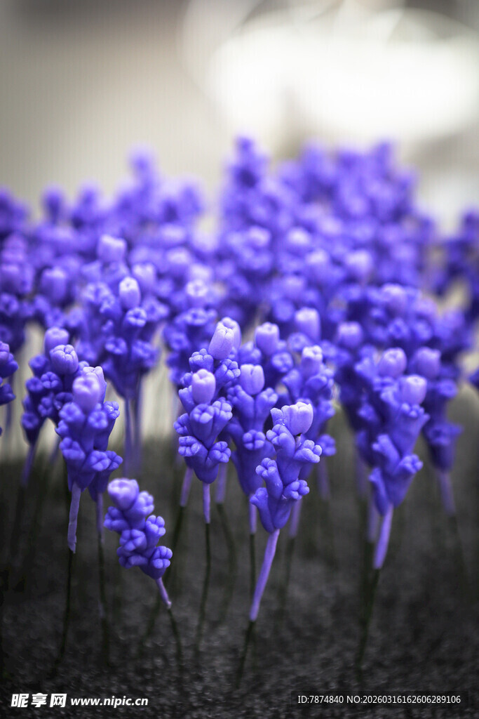 工艺品紫色薰衣草花丛特写