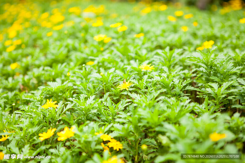 黄花绿叶的清新植物景观